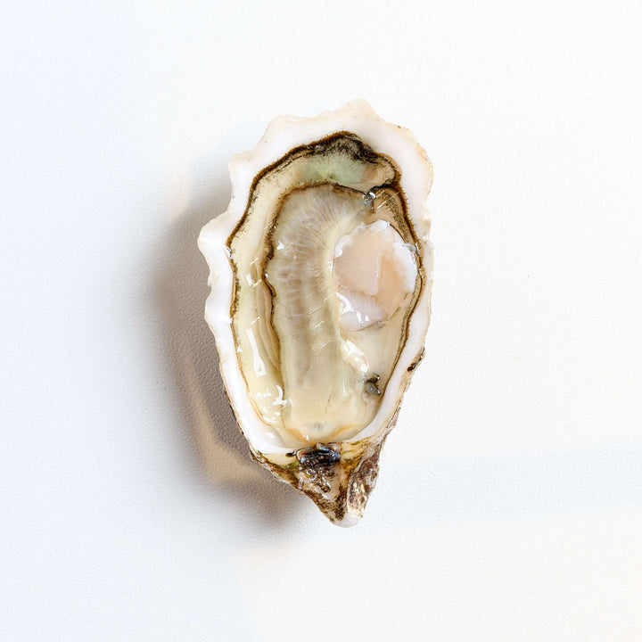 Oysters St. Vaast France [6pcs] - Greenwood Fish Market