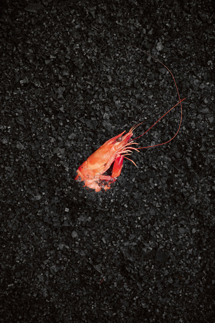 Ready-to-Eat Boiled Live Prawns [500g/2kg] - Greenwood Fish Market