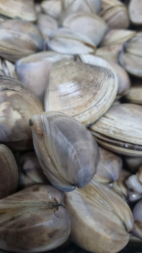 Cloudy Bay Diamond Clams [1kg] - Greenwood Fish Market