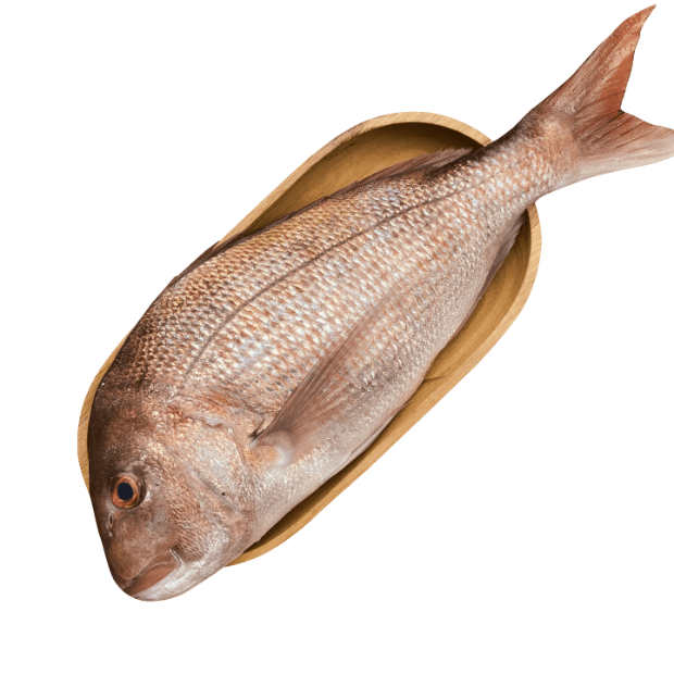 White Snapper Fish MEDIUM SNAPPER 900G 1KG (1 FISH)