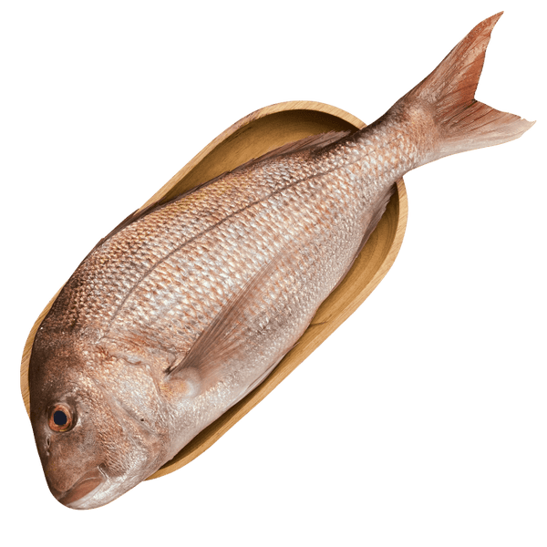 Fresh Whole Fish Madai Pink Snapper Sashimi Grade Japan [Weight Varies]