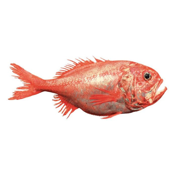 Fresh Whole Fish Orange Roughy New Zealand [Weight Varies]