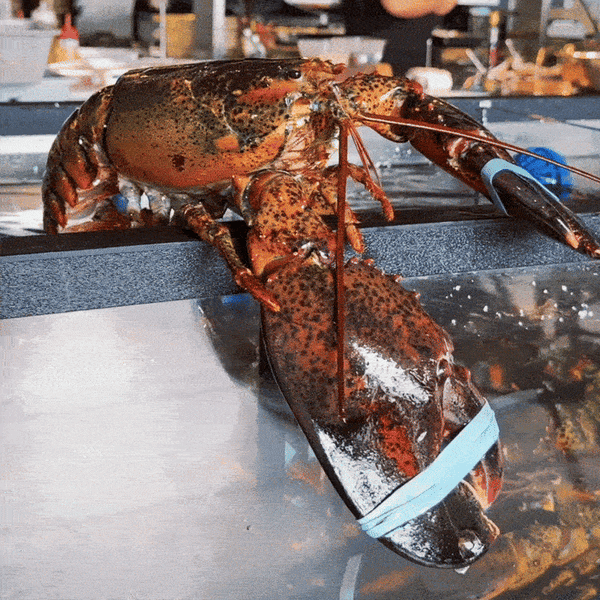 Live Boston Lobster [500g]