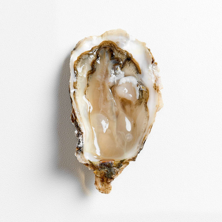 Oysters Ostra Regal Ireland [6pcs] - Greenwood Fish Market