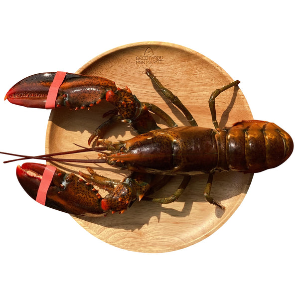 A live 500g Boston lobster, perfect for a decadent seafood feast.